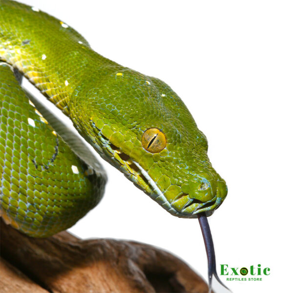 Aru Green Tree Python for sale