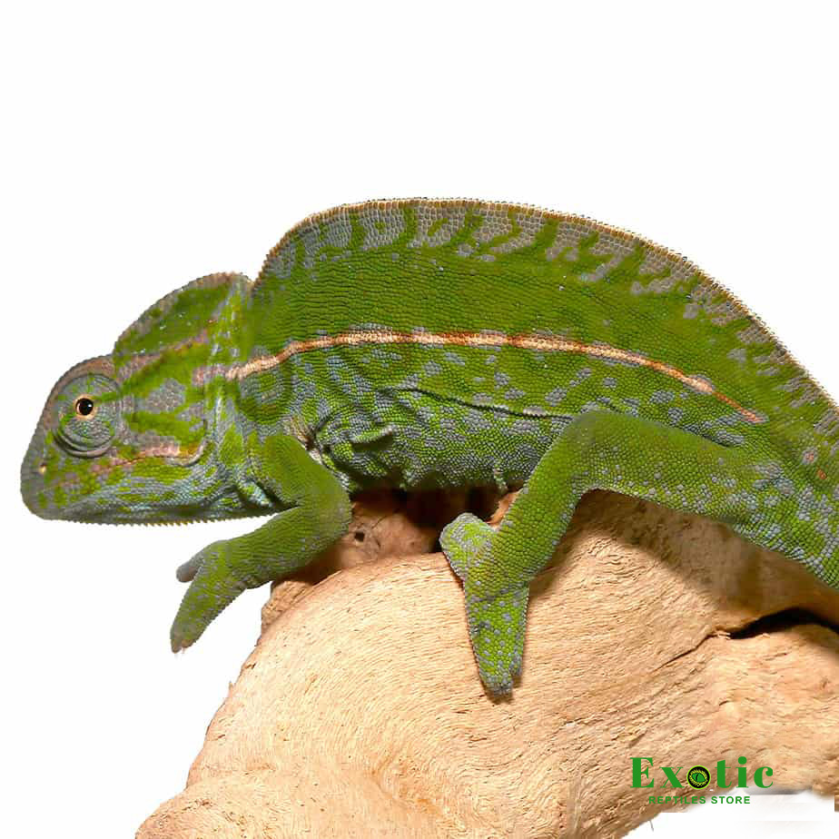 Baby Pied Translucent Veiled Chameleon - Reptiles For Sale