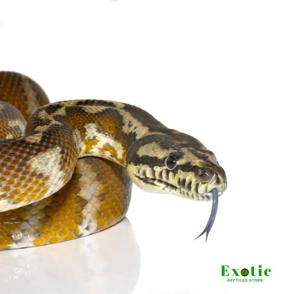 Irian Jaya Carpet Python for sale