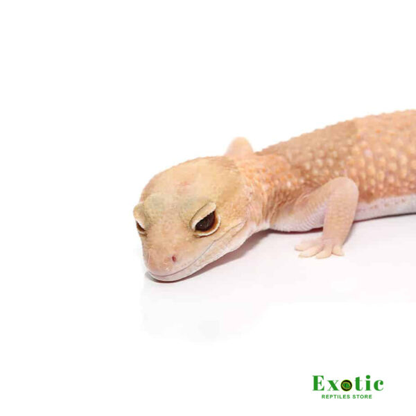 Jungle Albino Fat Tail Gecko for sale