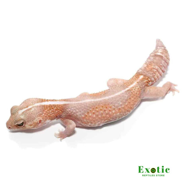 Adult Jungle Albino Striped Fat Tail Gecko for sale