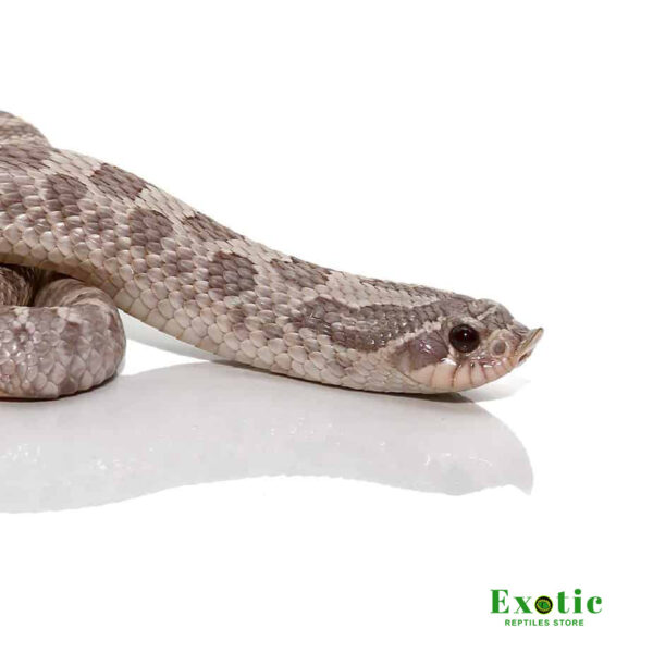 Lavender Western Hognose Snake for sale
