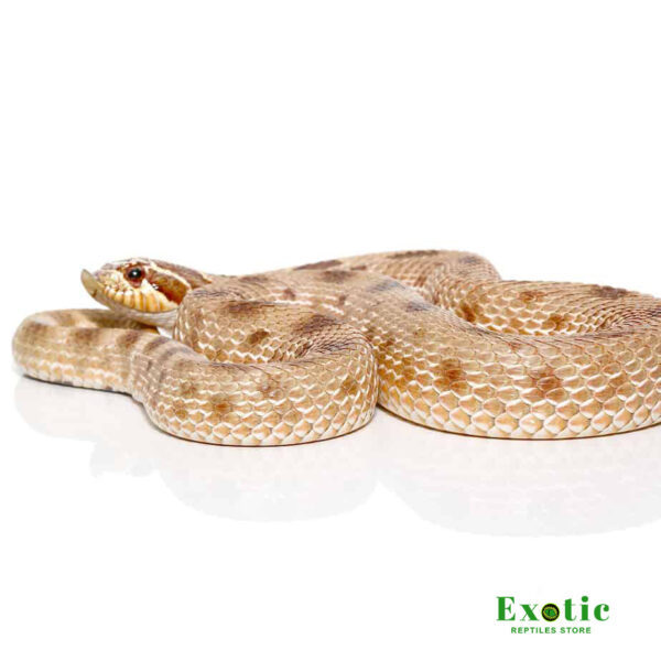 Adult Anaconda Western Hognose Snake Het Axanthic