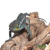 Adult Panther Chameleon for sale