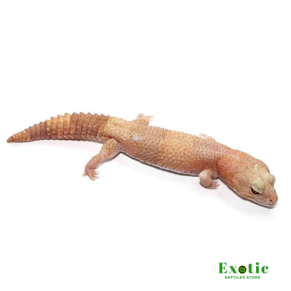 Tangerine Albino Fat Tail Gecko for sale