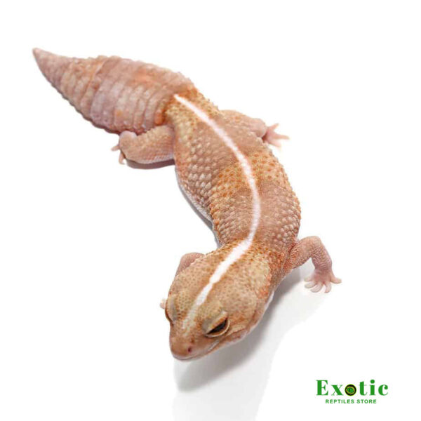 Tangerine Striped Albino Fat Tail Gecko for sale
