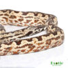 Isabel Island Ground Boa for sale