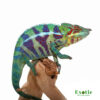 Ambilobe Panther Chameleon for sale