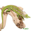 Antimena Chameleon for sale