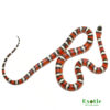 Arizona Mountain Kingsnake for sale