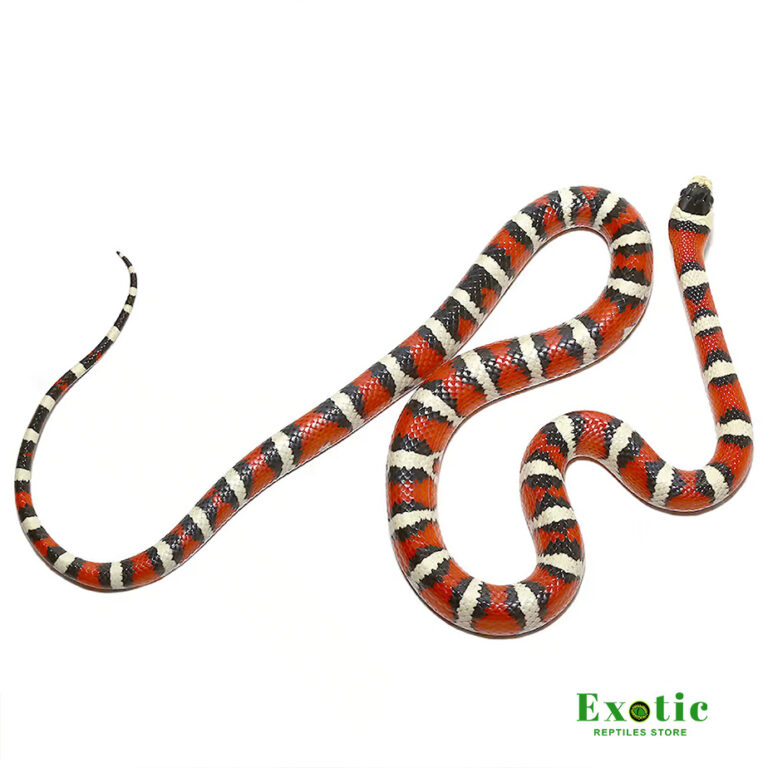 Arizona Mountain Kingsnake - Exotic Reptiles Store