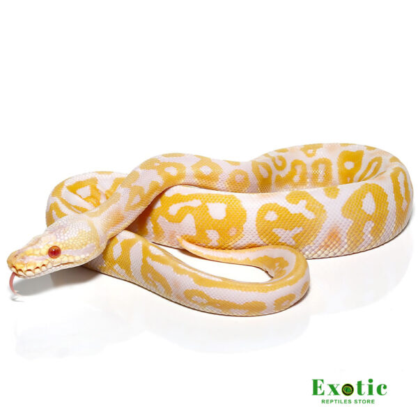 Albino Leopard Pastel Ball Python for sale