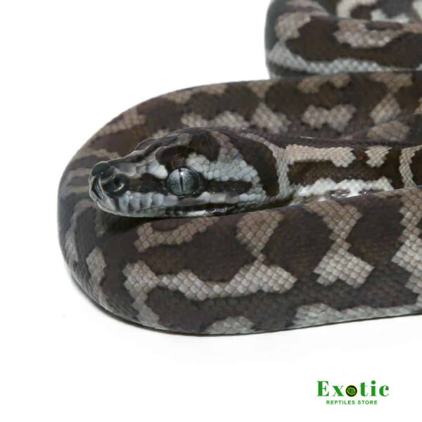 Baby Axanthic Coastal Carpet Python for sale