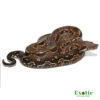 Baby Aztec Raptor Boa for sale