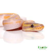 Baby Banana Enchi Pied Ball Python for sale