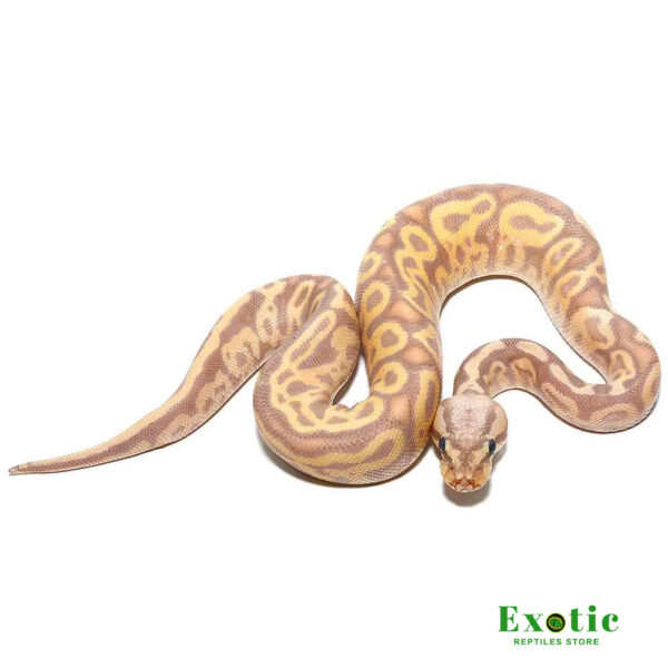 Baby Banana Leopard Pastel Yellowbelly Ball Python FOR SALE