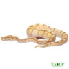 Baby Banana Spider Mystic Ball Python for sale