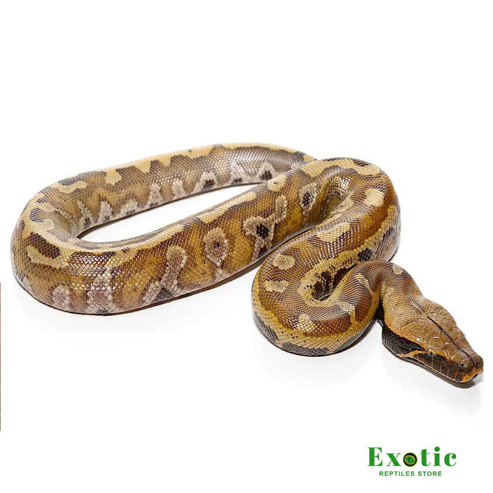 Baby Bangka Blood Python - Exotic Reptiles Store