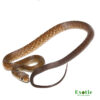 Blacktail Cribo for sale