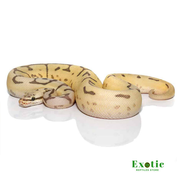 Baby Bumblebee Disco Hypo Leopard Ball Python FOR SALE