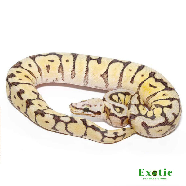 BABY BUMBLEBEE FIRE SCALELESS HEAD BALL PYTHON FOR SALE
