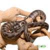 Baby Jaguar Caramel Carpet Python for sale