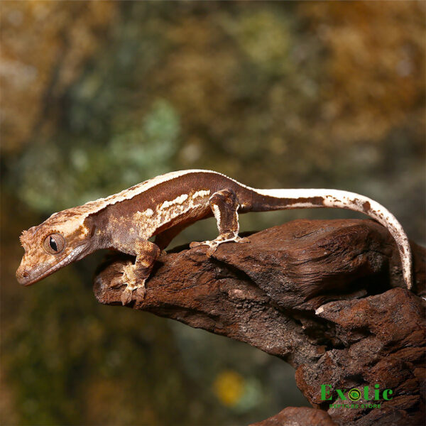 Whitewall Crested Gecko for sale