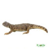 Dispar Uromastyx for sale