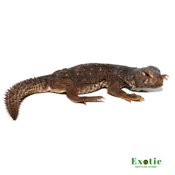 Baby Egyptian Uromastyx for sale