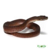 Baby Granite IJ Carpet Python for sale