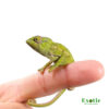 Baby Green Chameleon for sale