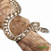Jaguar Caramel Carpet Python for sale