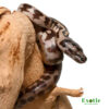 Baby Jaguar Carpet Python Het Axanthic for sale
