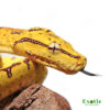 Jayapura Green Tree Python for sale