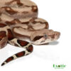 Baby Jungle Fire Het T+ Albino Boa for sale