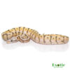 BABY KILLERBEE SCALELESS HEAD BALL PYTHON FOR SALE