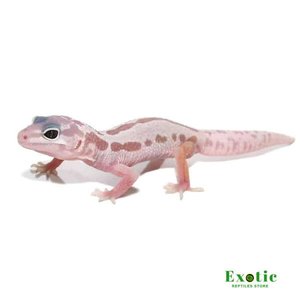 Mack Snow Leucistic Leopard Gecko for sale