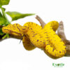 Manokwari Green Tree Python for sale