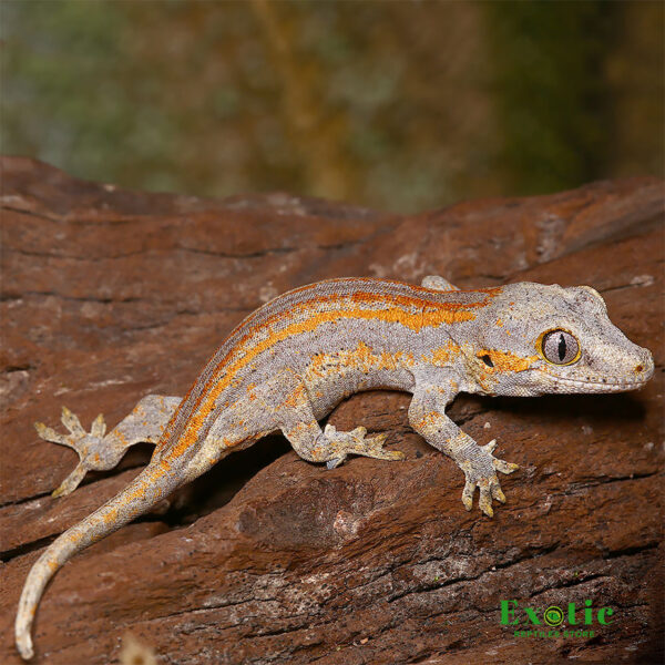 Orange Striped Gargoyle Gecko for sale