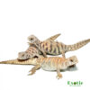 Baby Ornate Uromastyx for sale