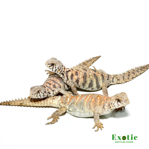 Baby Ornate Uromastyx for sale
