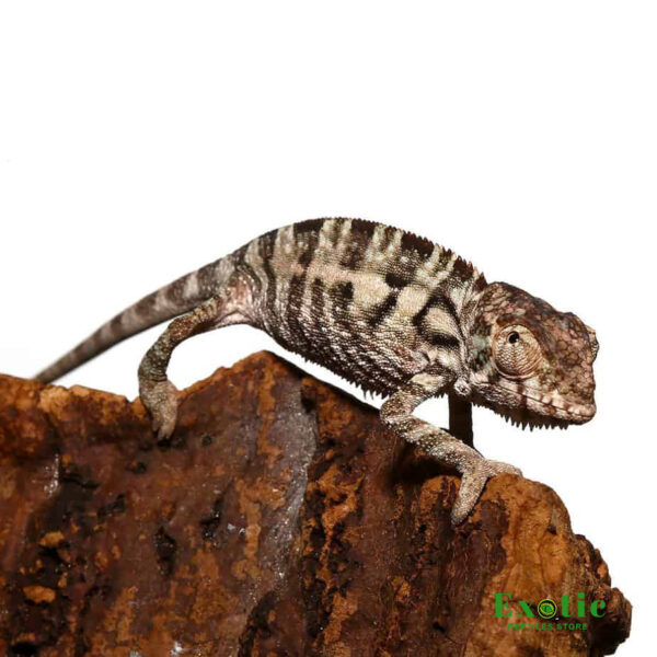 Baby Panther Chameleon for sale
