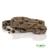 Baby Peruvian Redtail Boa for sale