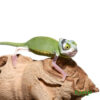 Pied Translucent Veiled Chameleon for sale