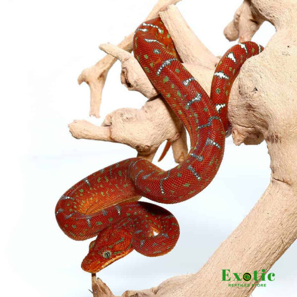 Baby Red Emerald Tree Boa for sale
