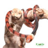 Red Vine Snake for sale