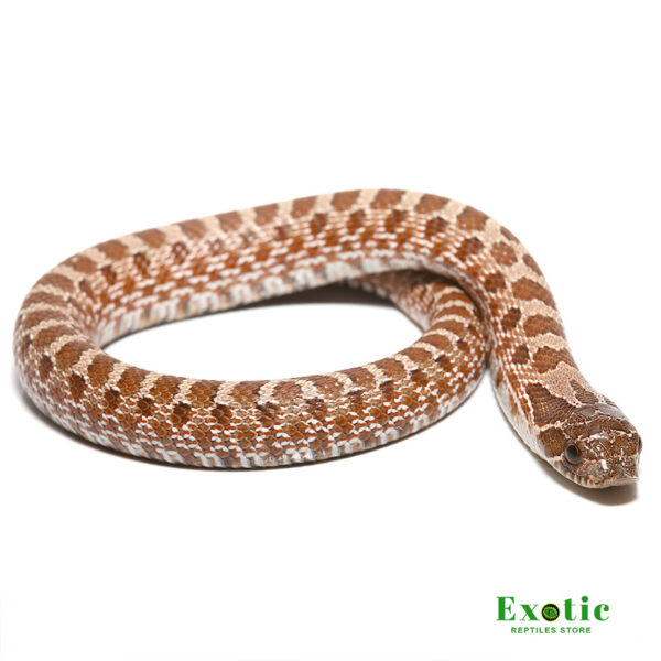 Baby Sable 66% Het Albino 66%Het Mercury Hognose Snake for sale