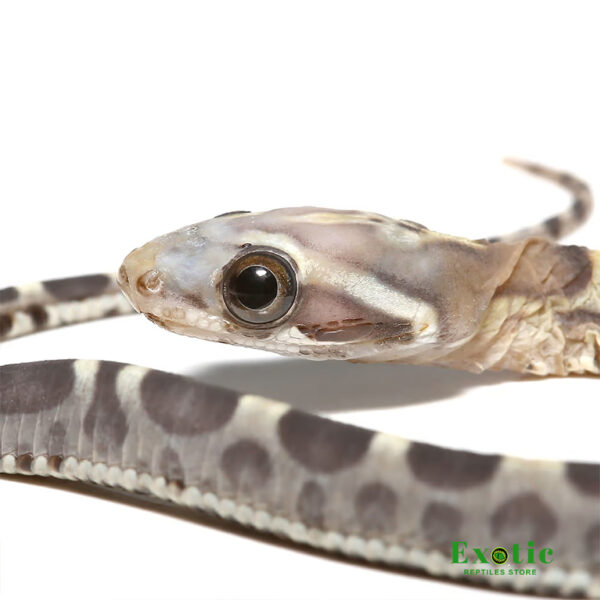 Baby Scaleless Caramel Het Motley Cornsnake for sale