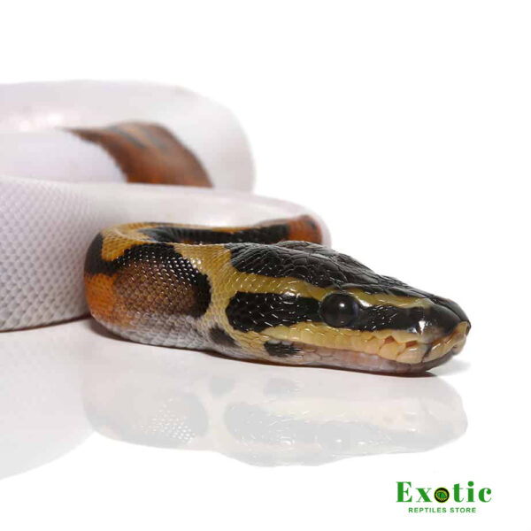Baby Scaleless Head Pied Ball Python for sale