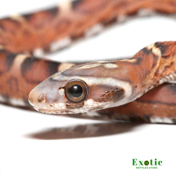 Baby Scaleless Het Caramel Cornsnake for sale